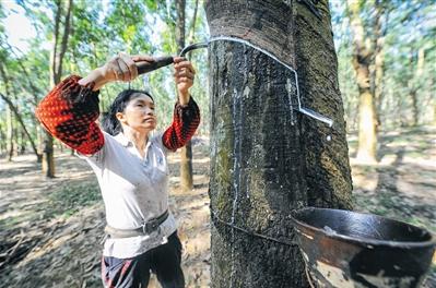 海南橡胶收到收入保险赔款逾1000万元